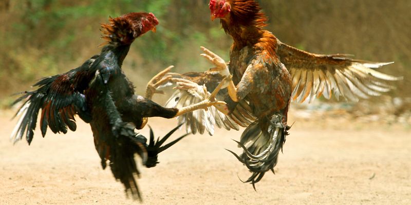 Cách chiến thắng đá gà với luật chấp